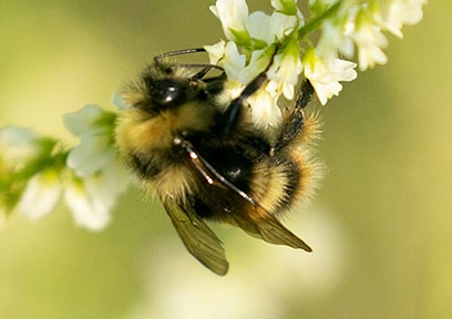 Western Bumblebee Credit John D Reynolds on iNaturalist Note the fuzzy hairs on the hind leg  the pollen basket