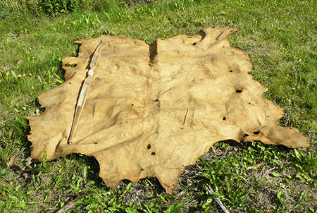 A tanned moose hide