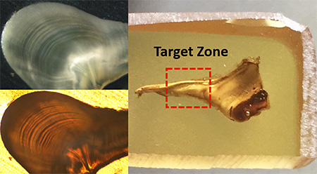 Image 4em Images of clear banding patterns left from thin sections of a snow crab stomach ossicle ldquotarget zonerdquoem
