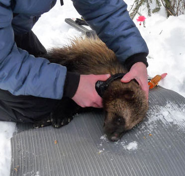 Howard Golden and Mike Harrington collar a wolverine Saalfeld is analyzing the data from the wolverine research project to learn more about wolverines in Southcentral Alaska