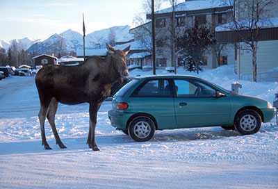 An urban moose in Anchorage Saalfeld is working with biologists Sean Farley Dave Battle and Cory Stantorf to better understand moose in Anchorage Photo by Rick Sinnott