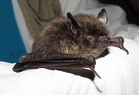 A little brown bat caught in a mist net and released at the Mendenhall Campground in Juneau