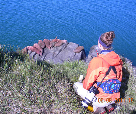 Viewing walrus at Round Island