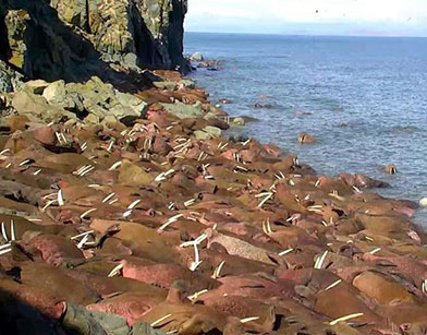 Pacific walruses spend the winter on ice in the Bering Sea When the ice recedes in the spring females with young migrate northward to the Chukchi Sea Some adult males migrate to Bristol Bay where they rest on land between foraging bouts