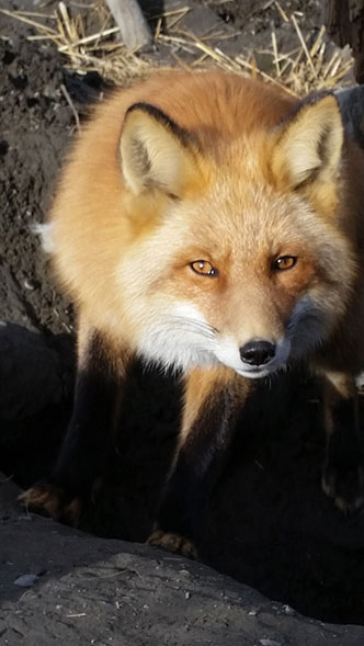 Red foxes are fairly common on Round Island