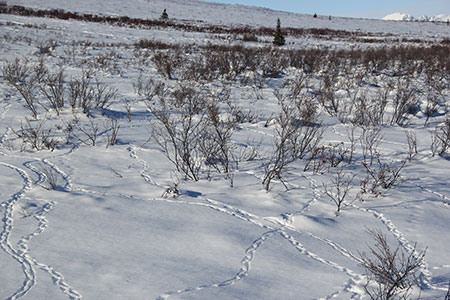 Ptarmigan tracks in the snow