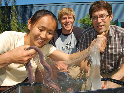 A hagfish can produce gallons of thick cohesive slime in seconds Dr Douglas Fudge right is studying the function and biogenesis of hagfish slime and the development of synthetic applications inspired by hagfish slime Photo by Andra Zommers courtesy Douglas Fudge