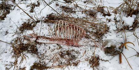 A hiker in the Juneau area sent ADFampG this picture of a deer carcass with the notequotBuck slaughtered by wolvesquot While there are wolves in the area where he found the carcass Mike Taras gleaned clues from the picture that pointed to a different story