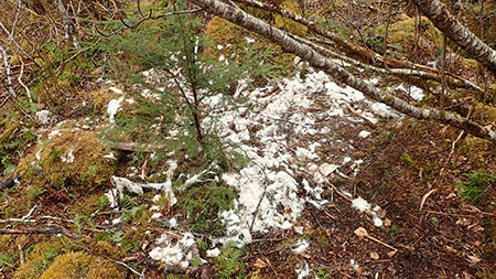A winterkilled mountain goat scavenged by wolves in an avalanche path off Basin Road in Juneau If an animal is killed by wolves the carcass is generally ripped apart and spread all over the place In this case plenty of scat in the area indicated wolves at work The only solid piece of anything but fur and hair remaining was a knee joint Riley Woodford photo