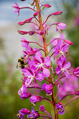 A bee visits fireweed a native plant