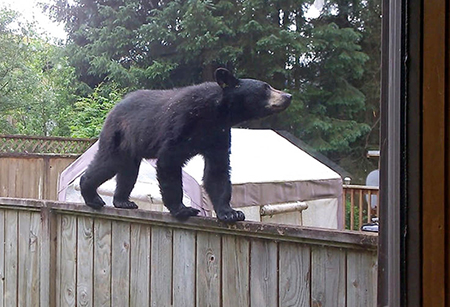 A black bear in a Juneau neighborhood Photo by Lynda Jones