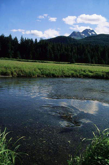 A salmon spawning stream