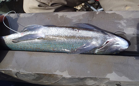 Stitched up and ready for recovery Note the radio antenna towards the tail of the Arctic grayling