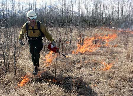 A White Mountain Type 2 Initial Attack Fire Crewmember uses a drip torch to apply fire to the bison range Tim Mowry photo