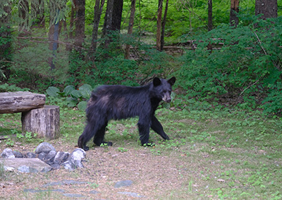 Yearlings bears newly on their own are about 18 months old and have long legs big ears and theyrsquore often shedding midsummer so they might look like theyrsquore in poor health but they tend to be healthy  they39re just learning to survive without mom Photo by Jennelle Jenniges