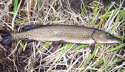 An invasive northern pike removed from Stormy Lake Nikiski in 2011  Northern pike have since been eradicated in Stormy Lake and in many other areas on the Kenai Peninsula to protect native fisheries