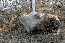 A moose calf infested with the moose winter tick suffering from extreme hair loss The stress on the animal is significant and thousands of ticks can consume gallons of blood