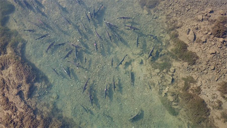 Figure 2 Image of tagged coho salmon from drone in the 2017 pilot study there are 2 green and 2 pink tags in this image