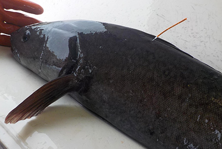 Sablefish also known as black cod in Southeast Alaska waters have been marked on the left side of their dorsal fin with a uniquely numbered tag In the past some tagged fish have been caught years later more than 1000 miles away Photo by Andrew OlsonADFampG