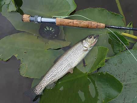 The photographic rewards after a thrilling cutthroat trout fight Notice the distinctive ldquored slashrdquo on the underside of the lower jaw All photos by Craig Schwanke