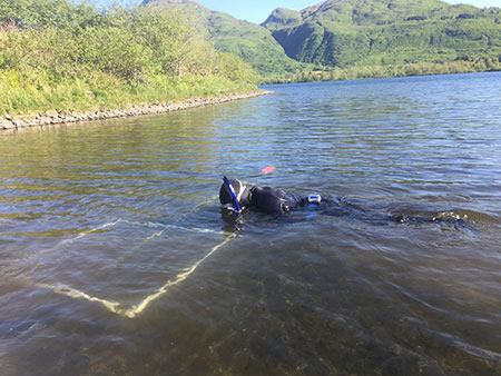 Snorkel surveys for signal crayfish in Buskin Lake  Photo Credit  Kelly Krueger