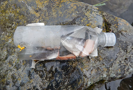 Derelict homemade crayfish trap that was found with dead Dolly varden inside  Photo Credit  Kelly Krueger