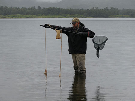 Derelict homemade crayfish trap made from a pair of nylons These can kill large numbers of juvenile salmon  Photo Credit  Kelly Krueger
