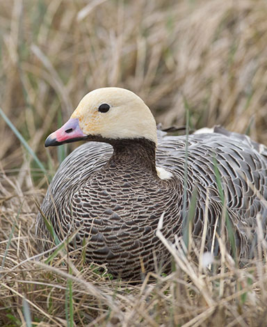 An emperor goose Ninety percent of the world39s population of emperor geese nest on the YukonKuskokwim Delta Photo by Milo Burcham