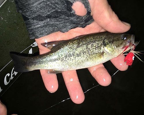 The first largemouth bass ever reported from Alaska was caught in Sand Lake in early September with a surface water lure Photo by Mark Kufel