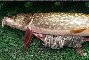 Invasive fish like northern pike in Southcentral Alaska can have significant ecological consequences As top predators pike prey on juvenile salmon and can reduce their populations