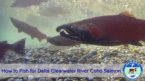 Check it out ADFampG just released a new ldquohowtordquo video about fishing for coho salmon on the Delta Clearwater River