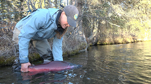 Area Management Biologist Brandy Baker releasing a coho salmon caught while producing the video ldquoHow to Fish for Delta Clearwater River Coho Salmonrdquo