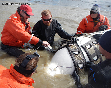 Beluga researchers with a captured beluga use an ultrasound device to measure blubber depth for body condition before releasing it back to the waters of Bristol Bay Courtesy Lori Quakenbush Arctic Marine Mammal Program NMFS Permit 14245