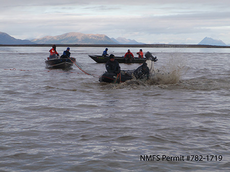 The capture team at work in Bristol Bay A beluga has been netted and the crew moves in to put a sling under the animal Courtesy Lori Quakenbush Arctic Marine Mammal Program NMFS Permit 7821719