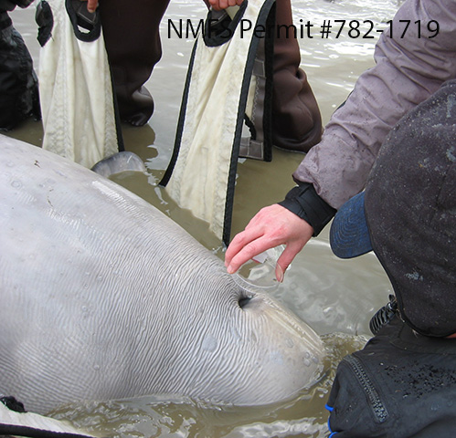 Researchers take a sample of quotblowquot the exhalation from the blowhole of a Bristol Bay beluga Courtesy Lori Quakenbush Arctic Marine Mammal Program NMFS Permit 7821719