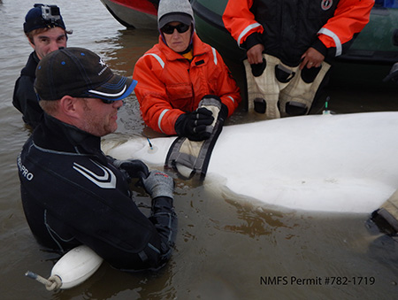 A beluga gets a hearing test The electrodes attached to the whale39s skin with suction cups measure electrical impulses generated by the whale39s brain waves as the belga hears a tone Courtesy Lori Quakenbush Arctic Marine Mammal Program NMFS Permit 7821719
