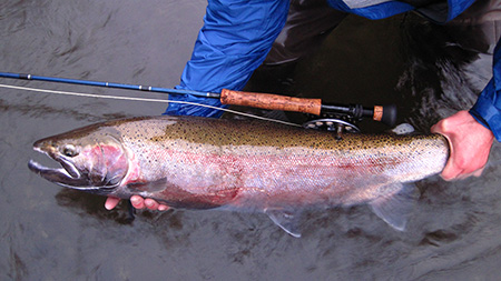 A classic fallrun Situk River steelhead