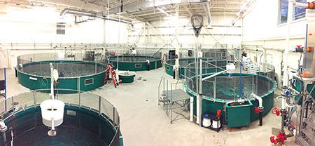 The Rainbow Room contains the rainbow trout captive brood stock at the William Jack Hernandez Sport Fish Hatchery Photo copy ADFampGShelly Marshall