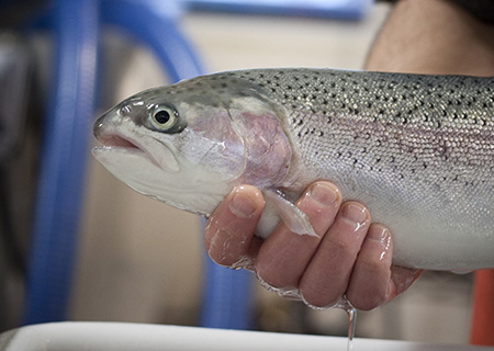 A ripe female rainbow trout is handled prior to spawning Photo copyADFampGRyan Ragan