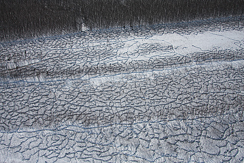 Moose tracks through the willow thickets show how thoroughly they are browsing the available willow Photo by Patrick Jones