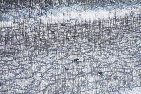 A closer look at the mooose thickets Photo by Patrick Jones