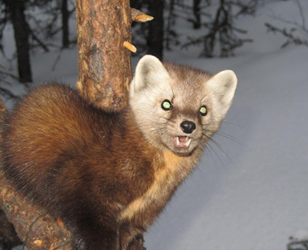 An Interior Alaska marten Photo courtesy Bill Brophy