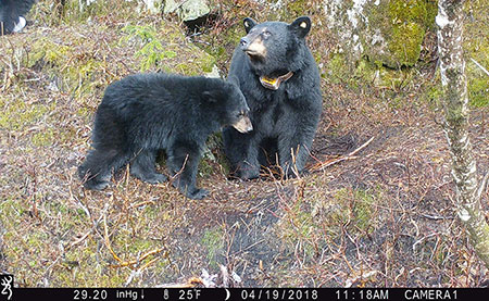 Female 02 captured on a trail camera emerging from her den with one of two yearling cubs in April 2018 Bears may lounge at their den entrance for up to three weeks in the spring Courtesy USFSADFG Prince William Sound Black Bear Study