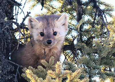 An American marten near Stuver Lake Photo by Sara Germain