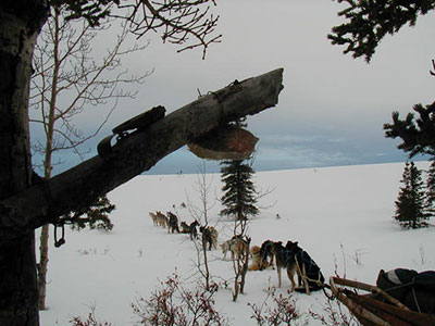 A marten set in a tree with the trapper39s sled dog team waiting patiently Stan Zuray photo