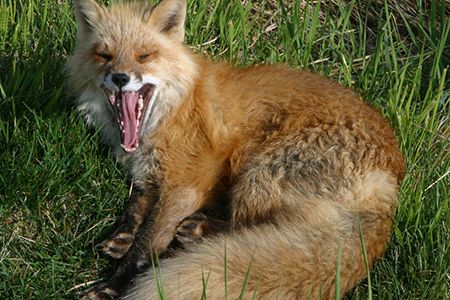 A red fox yawns Fish and Game would like any reports of sick or dead foxes Photo by Jim Dau