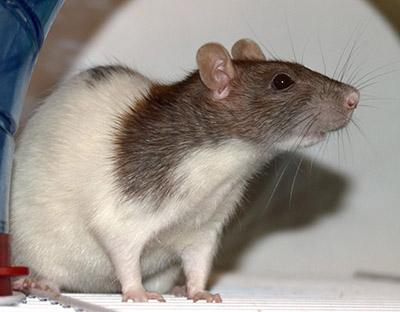 A domestic rat with a quotpiebaldquot coat Pet rats like this are illegal in Alaska only the pinkeyed white quotlab ratquot variety is legal and even those are illegal in Anchroage Photo courtesy wikimedia commons