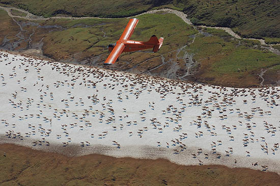 The Fish and Game cameraequipped aircraft flies over a group of caribou on a snow patch during a photocensus