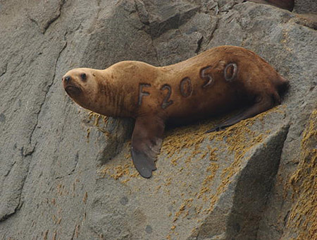 A marked Steller sea lion at Benjamin Island north of Juneau The letter F indicates the animal was branded as a pup at the Forrester Island complex in very southern Southeast Alaska part of the Alaska Maritime National Wildlife Refuge