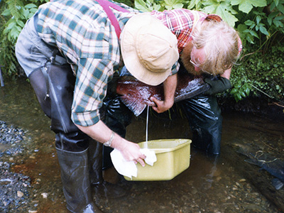 Tom Rutz and Sam Bertoni spawning male Chinook salmon at King Salmon River for broodstock development at Snettisham Hatchery July 1979 The fish were captured by electroshocker and gillnets